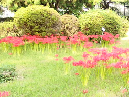 東大植物園
