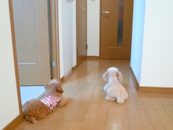番犬のつもり?
