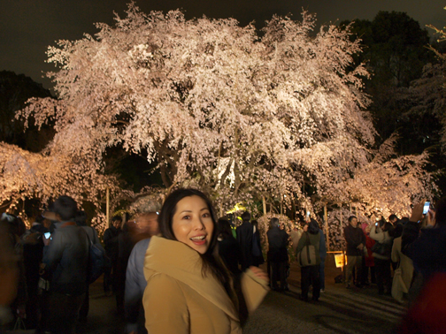六義園のライトアップされたシダレザクラ