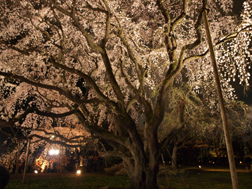 しだれ桜の後ろ姿