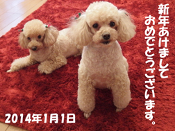 トイプーより新年のごあいさつ2014