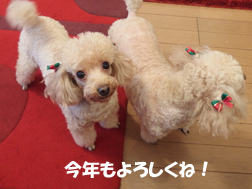 トイプーより新年のごあいさつ2014