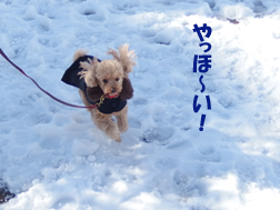 雪の上を走るトイプードル