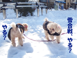 雪の上を走るトイプードル