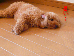 犬も暑いよね
