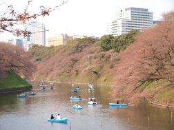 千鳥ヶ淵の桜、2011年4月2日の様子
