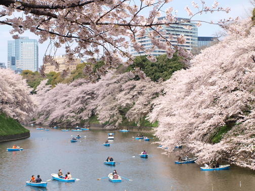千鳥ヶ淵の桜、満開です。2011年4月10日