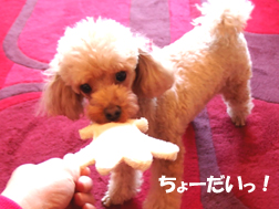 犬のお年玉!?