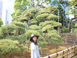 三百年の松