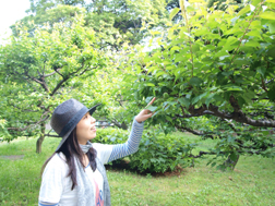 梅林には梅が実ってる!
