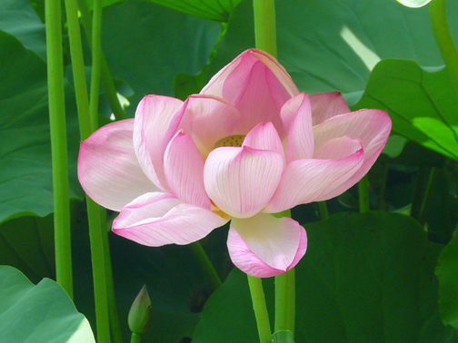 ピンク色のハスの花、大きいね