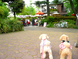 日比谷公園にある犬OKカフェの日比谷茶廊