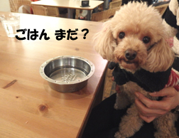 ハウルズカフェ、犬用のお水