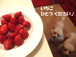 フルーツ大好きフルーツ犬