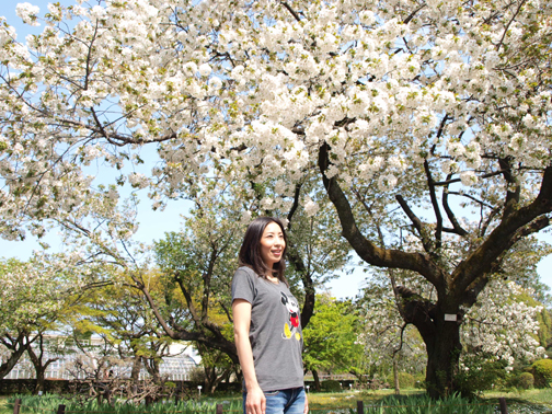 小石川植物園の桜、2011年