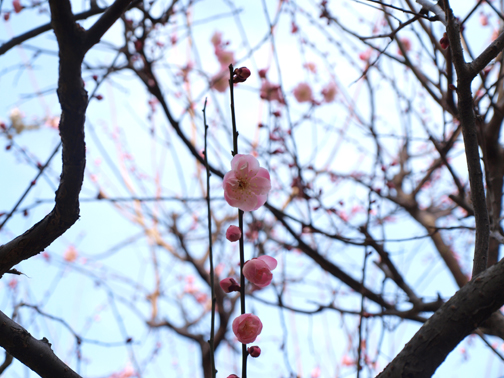 可愛らしい梅の花