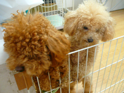 Rinの兄弟犬達