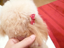リボンは赤にした