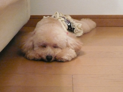 眠ってる。Zzz...