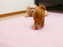 母犬の元へ