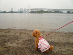 お台場の海、初めてのトイプー