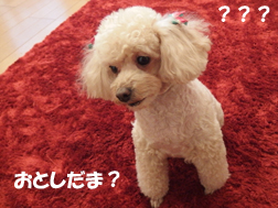 犬のお年玉!?