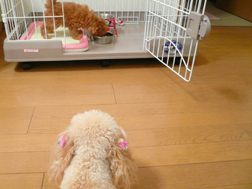 モカ(子犬)が食べるのを見てるリン(母親犬)