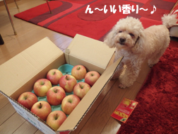 フルーツ大好きフルーツ犬