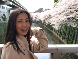 神田川沿い、満開の桜