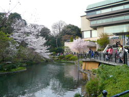 2013年桜