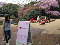 さくらカフェ、オープン中