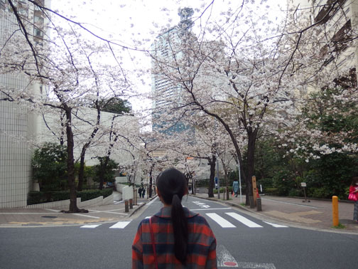 桜坂の桜