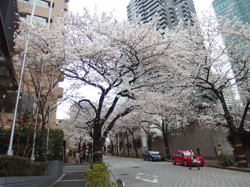 桜坂の桜