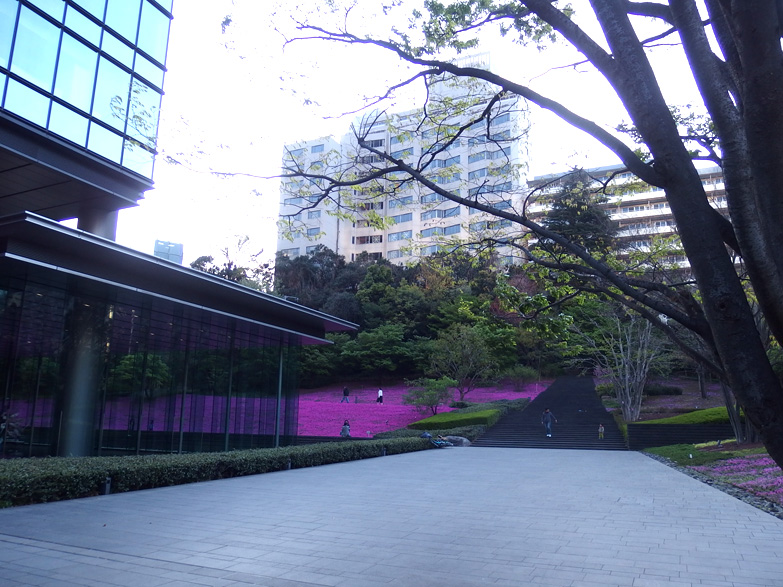 芝桜