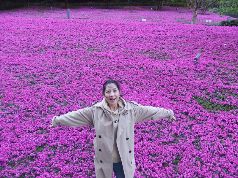 芝桜