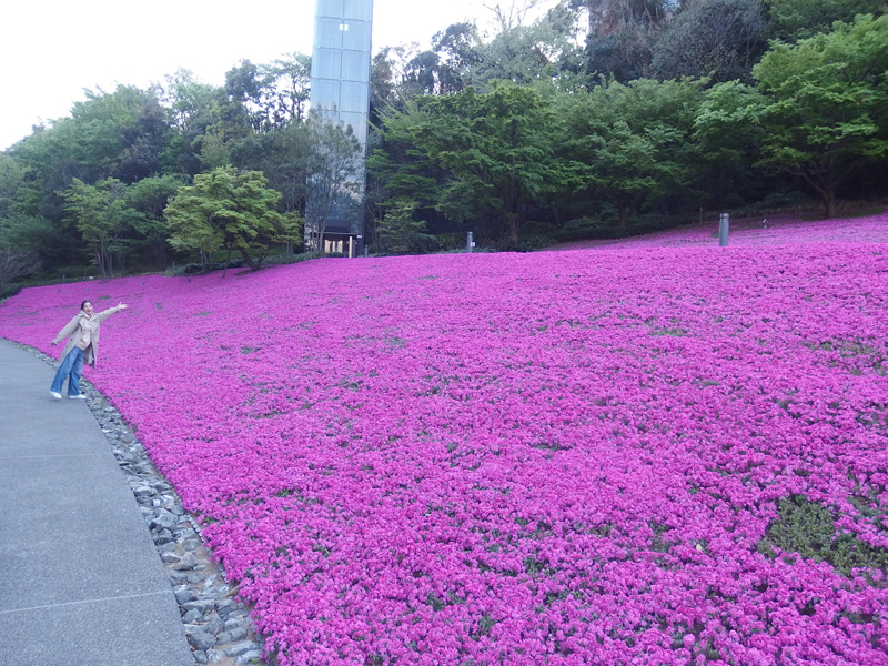 芝桜