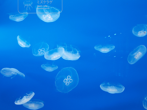すみだ水族館