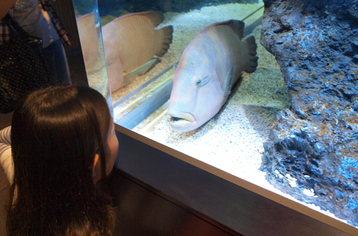 すみだ水族館