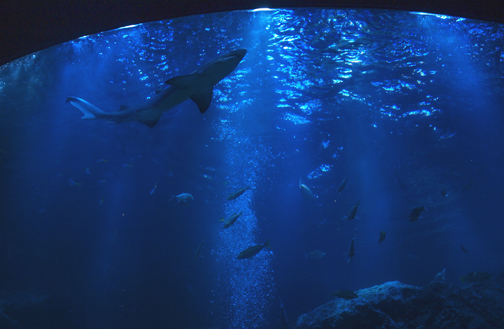 すみだ水族館