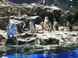 すみだ水族館