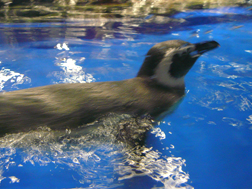 すみだ水族館