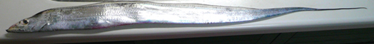 タチウオ全長80.5cm