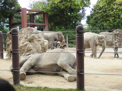上野動物園