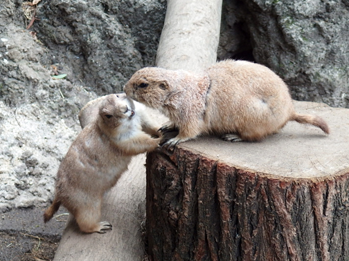 上野動物園