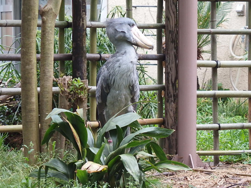 上野動物園