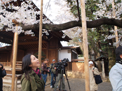 桜の標本木を見に行ったよ